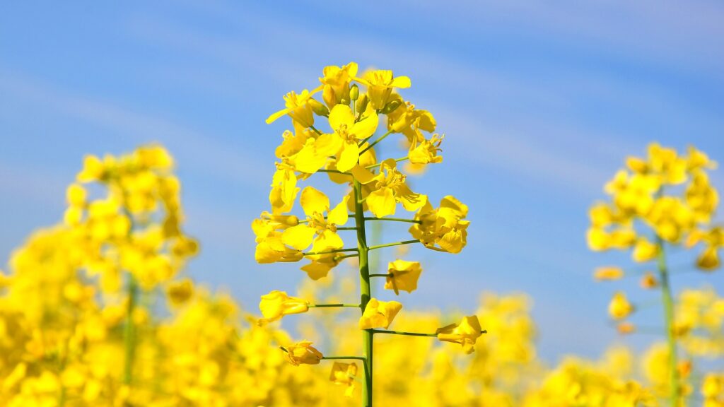 Which Cooking Oils Are Best for Your Health, Healthy Living + Travel