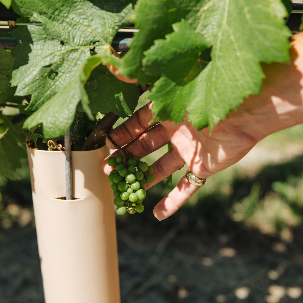 Beyond the Tasting Room: Summer at Quails’ Gate Winery, Healthy Living + Travel